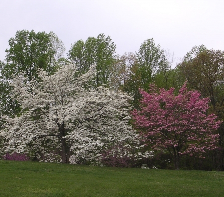 Blanc et rose